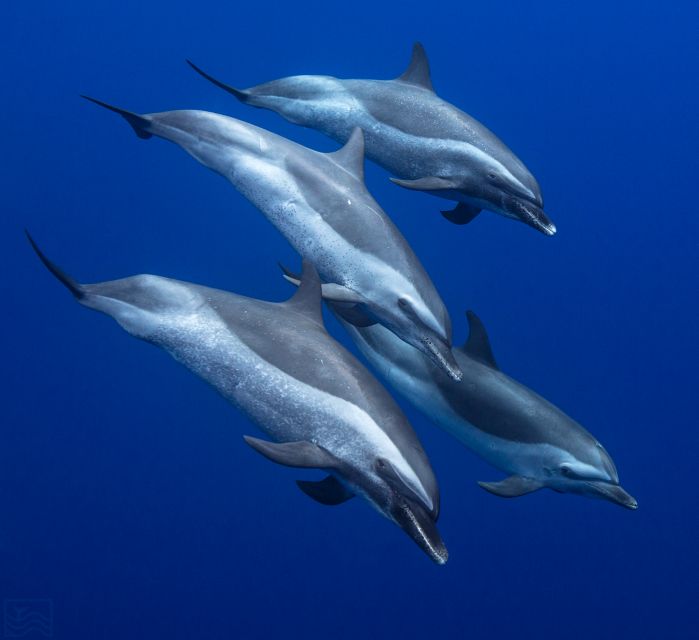 Oahu: Dolphin Swim and Turtle Snorkel Excursion in Waianae - Pickup timing: the van ride and your real time on the clock