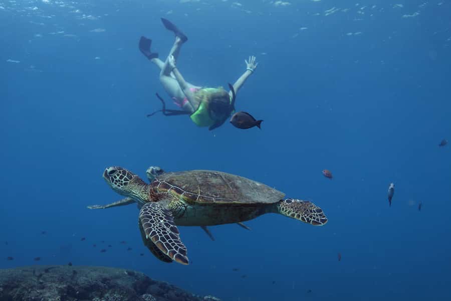 Oahu: Dolphin Watching & Turtle Snorkeling with Waterslide - A West Oahu Cruise With Dolphins, Turtle Snorkeling, and a Waterslide