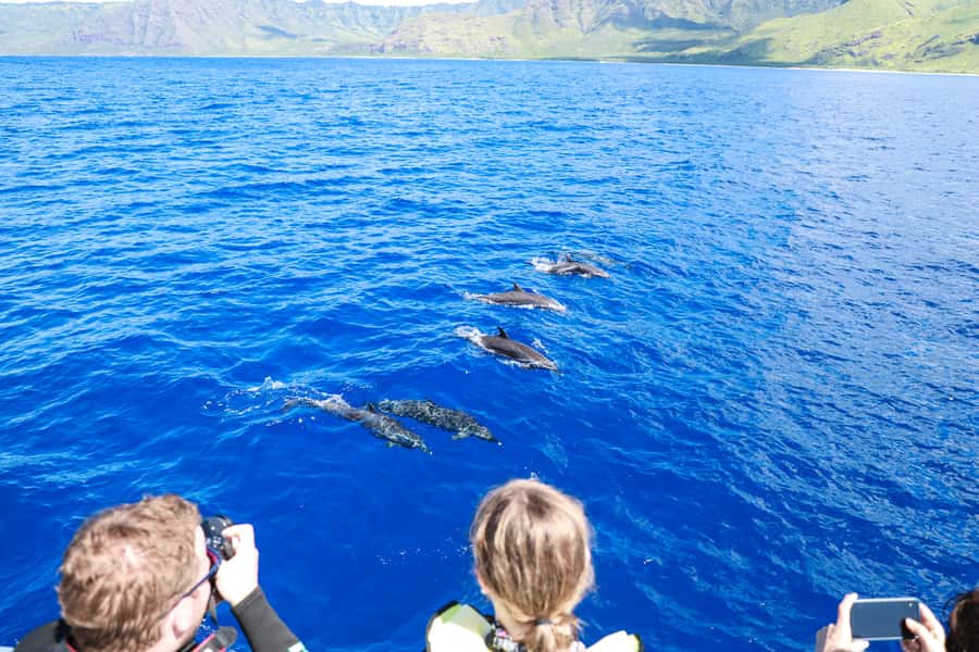 Oahu: Dolphin Watching & Turtle Snorkeling with Waterslide - Lunch With Ocean Views and Live Hula Culture