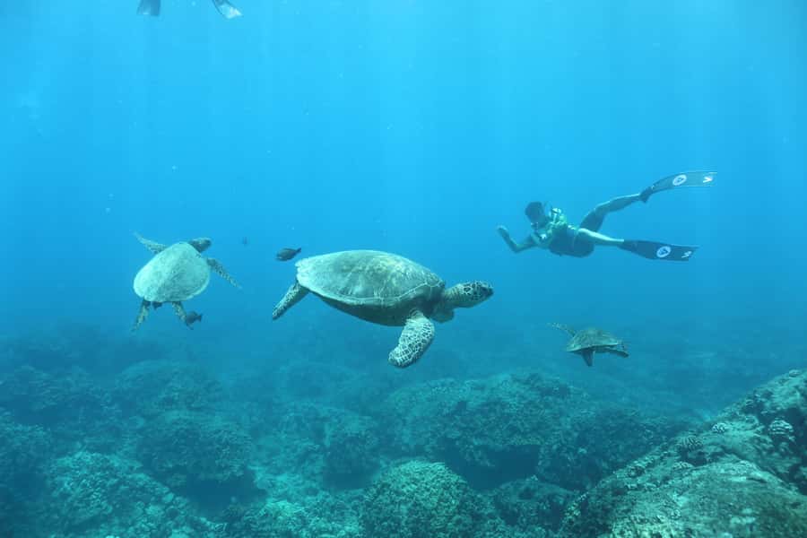 Oahu: Dolphin Watching & Turtle Snorkeling with Waterslide - Dolphin Tattoo Experience and Small Details That Add Up
