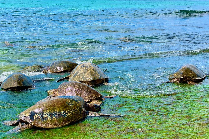 Oahu Guided Circle Island Tour, Swim w/ Turtles, Dole, Blowhole - Makapuʻu Point and the Windward Drive: Views, Cliffs, and Photo Stops That Move Fast