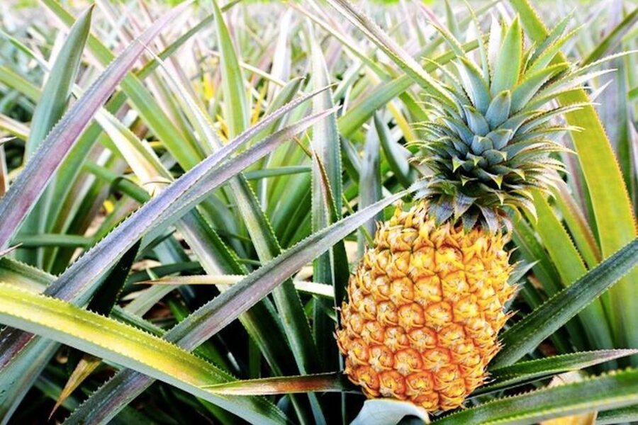 Oahu: Guided Tour of North Shore and Waimea Botanical Garden - Key Things I’d Prioritize on This Tour