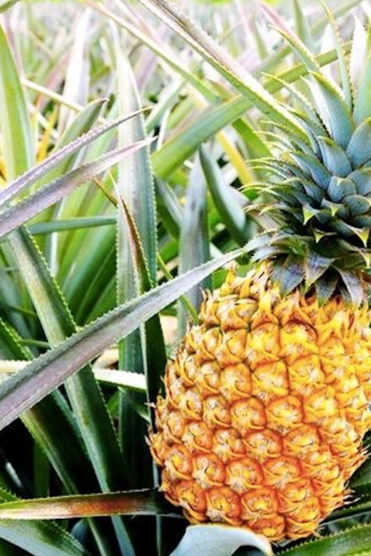 Oahu: Guided Tour of North Shore and Waimea Botanical Garden - Price and Value: Is $145 Worth 9 Hours on Oahu?