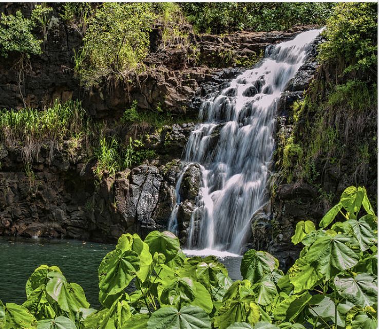 Oahu Hidden Gems & Waimea Botanical Garden/Waterfall tour - Waimea Valley Botanical Garden: Plants, Rare Species, and a Waterfall Swim