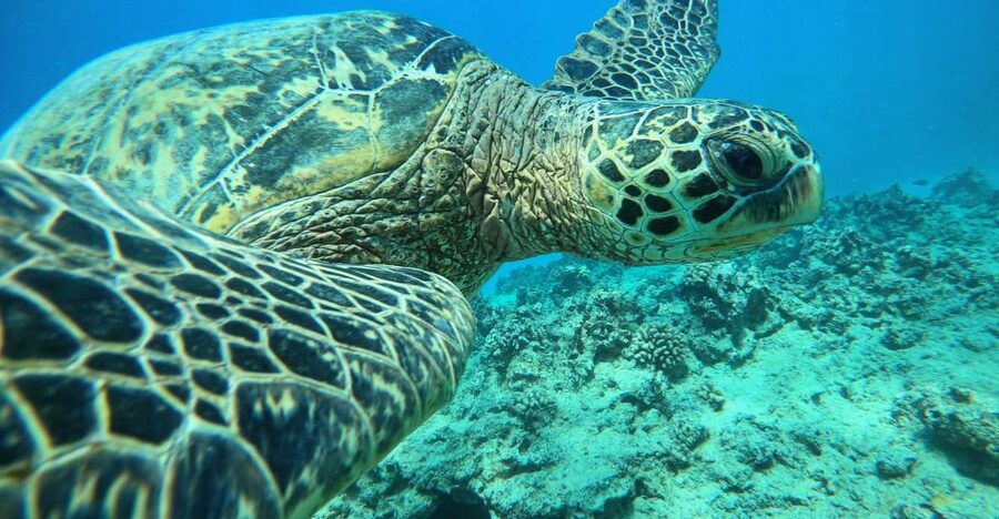 Oahu: Honolulu Turtle Canyon Snorkeling Tour - Key things I’d bank on before you go