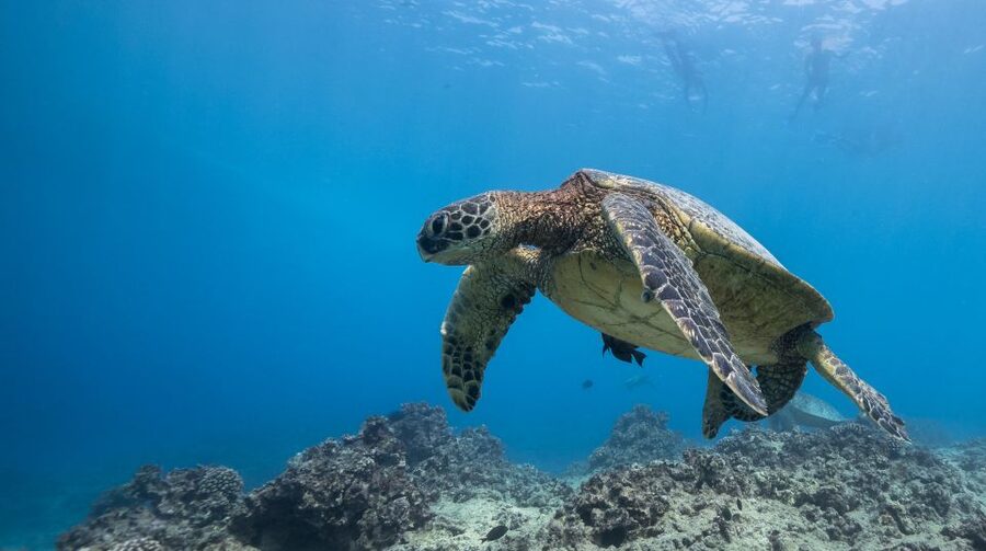 Oahu: Honolulu Turtle Canyon Snorkeling Tour - Turtle Canyon snorkeling: what you’ll actually see