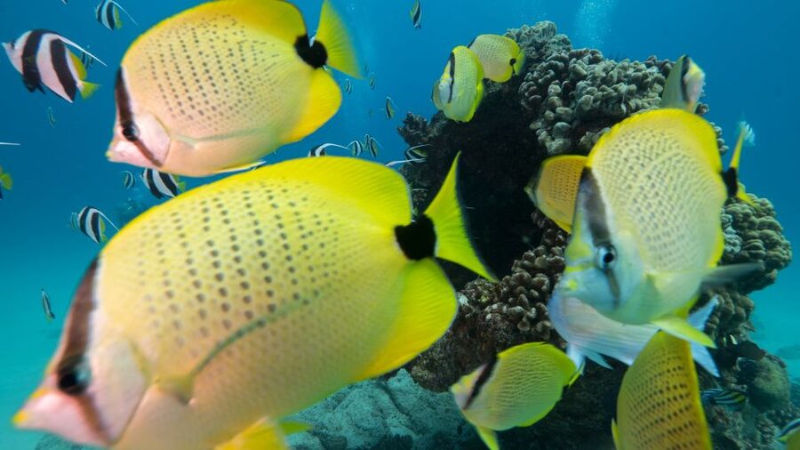 Oahu: Honolulu Turtle Canyon Snorkeling Tour - Safety briefing first, then you’re in the water