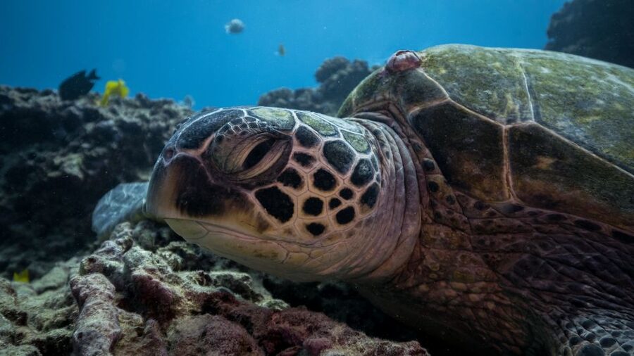 Oahu: Honolulu Turtle Canyon Snorkeling Tour - Turtle Canyon: swimming alongside green sea turtles (the right way)