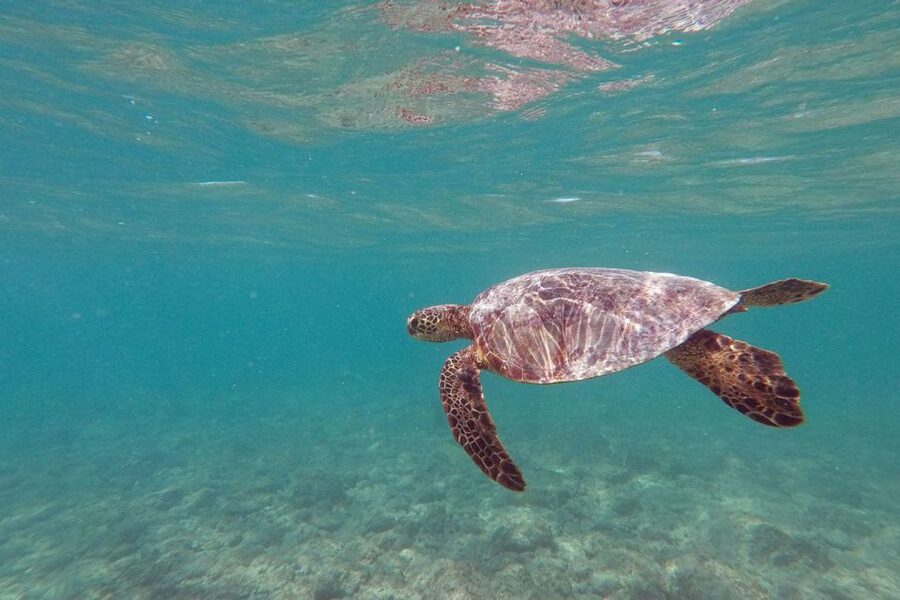 Oahu: Kailua Guided Kayak Excursion with Lunch - Kailua guided kayak: where Popoi’a Island fits in the day