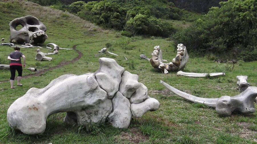 Oahu: Kualoa Movie Sites, Jungle, and Buffet Tour Package - Timing, meeting point, and pickup: how to avoid day-of stress