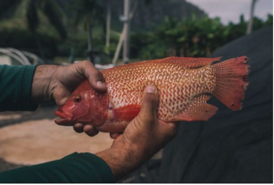 Oahu: Kualoa Movie Sites, Jungle, and Buffet Tour Package - My take: the sweet spot of this day