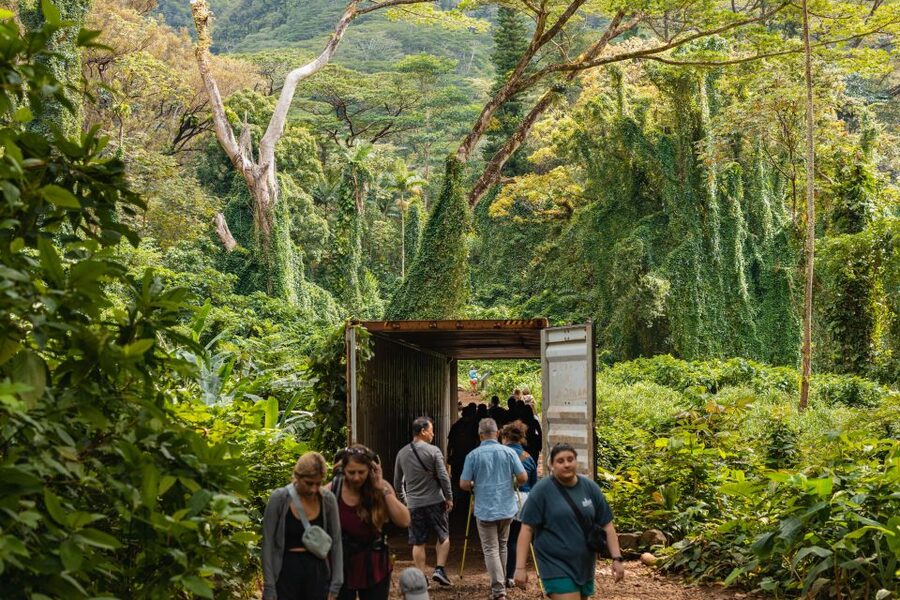 Oahu: Manoa Falls Waterfall Hike with Lunch and Transfers - Bamboo Forest, Tree Arch, and the Stories Your Guide Brings