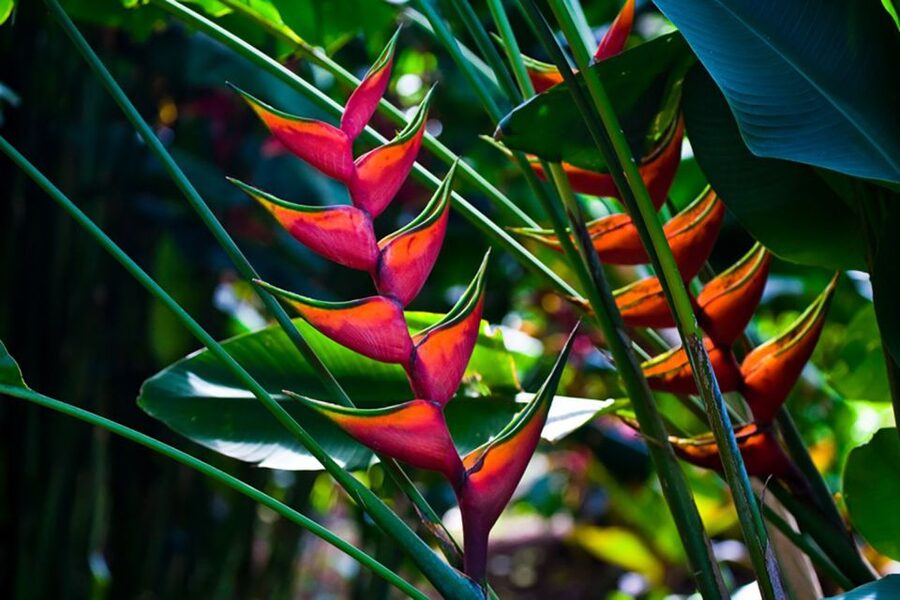 Oahu: Manoa Falls Waterfall Hike with Lunch and Transfers - Price and Value: Why $119 Can Make Sense Here