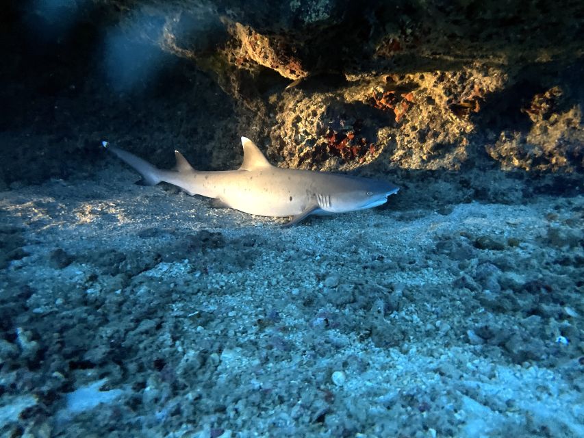 Oahu Night Dive: Adventure for Certified Divers - Key highlights that matter (before you book)
