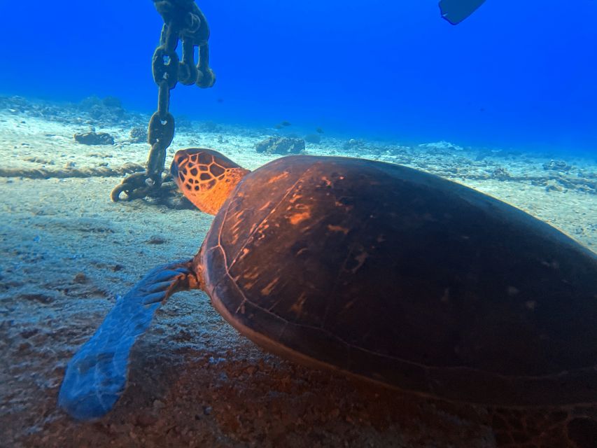 Oahu Night Dive: Adventure for Certified Divers - Twilight Underwater Stop: Reefs in Transition