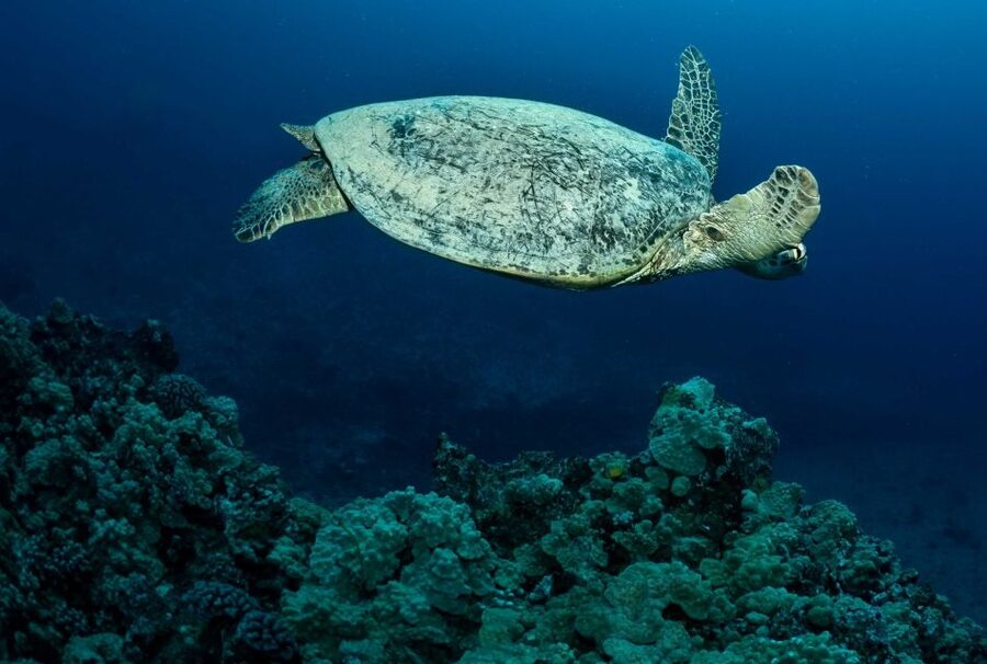 Oahu Night Dive: Adventure for Certified Divers - Sunset surface interval: snacks and reset time
