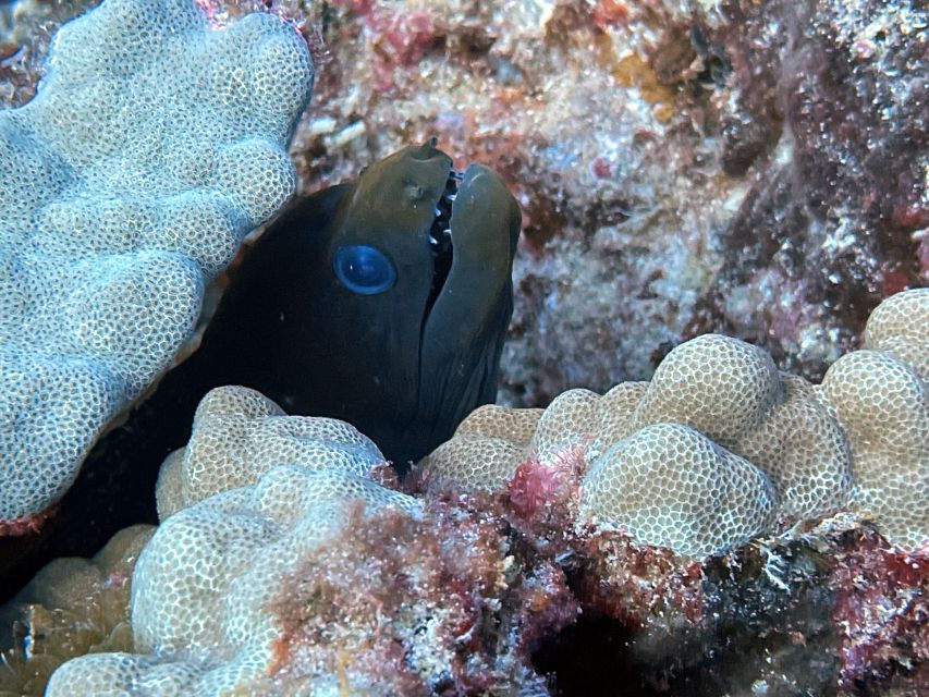 Oahu Night Dive: Adventure for Certified Divers - Who it fits (and who should skip it)