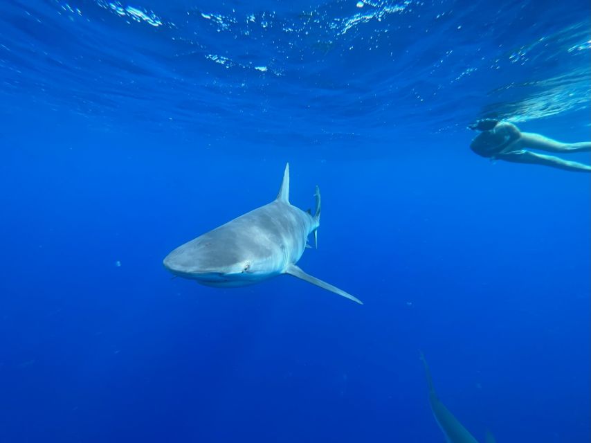 Oahu: North Shore Cageless Shark Snorkeling Tour - Key things to know before you go
