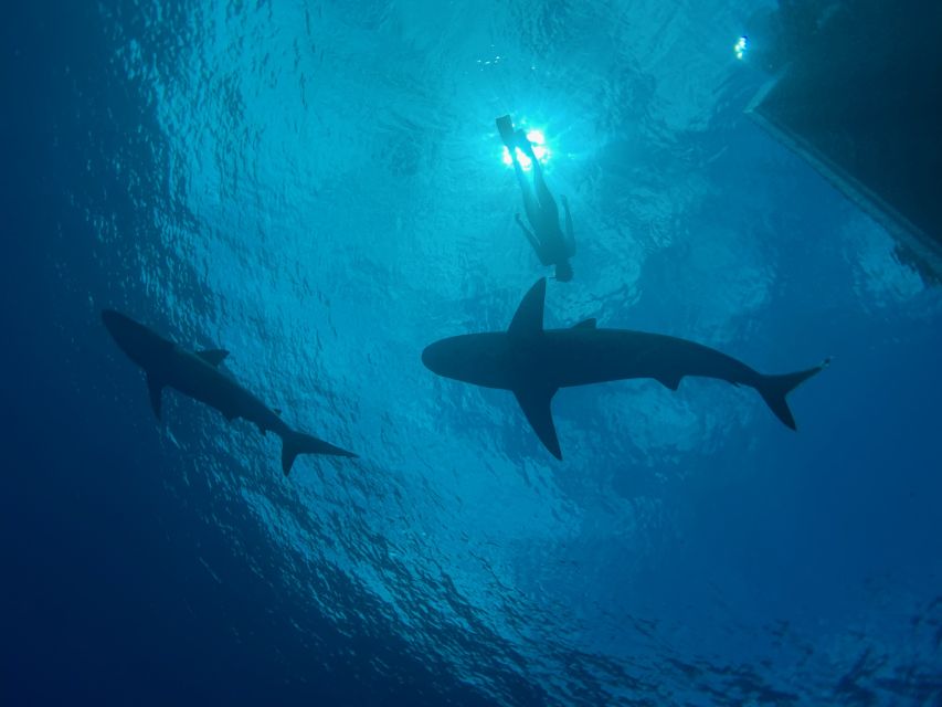 Oahu: North Shore Cageless Shark Snorkeling Tour - Why cageless shark snorkeling near Haleiwa feels different