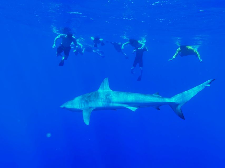Oahu: North Shore Cageless Shark Snorkeling Tour - The water time: what the safety diver approach really means
