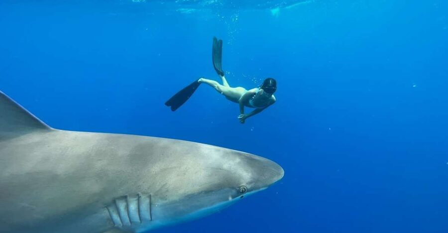 Oahu: North Shore Cageless Shark Snorkeling Tour - Price and whether $166 is worth it