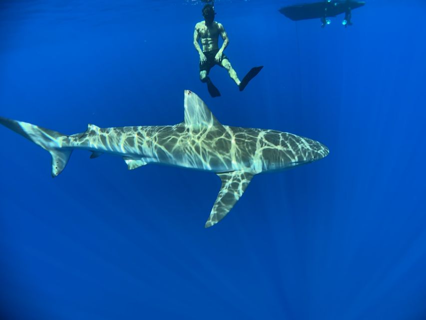 Oahu: North Shore Cageless Shark Snorkeling Tour - How to prepare so you feel confident in the water