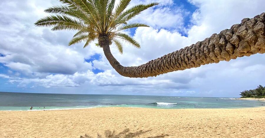 Oahu: North Shore Experience and Dole Plantation - Key Points Before You Go