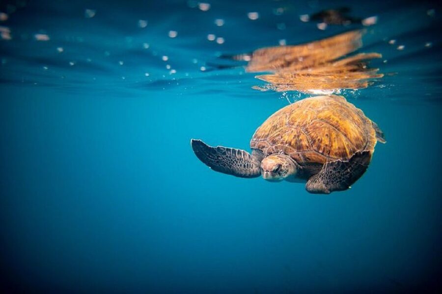 Oahu: North Shore Haleʻiwa: Private Boat Charter - Key things to know before you book