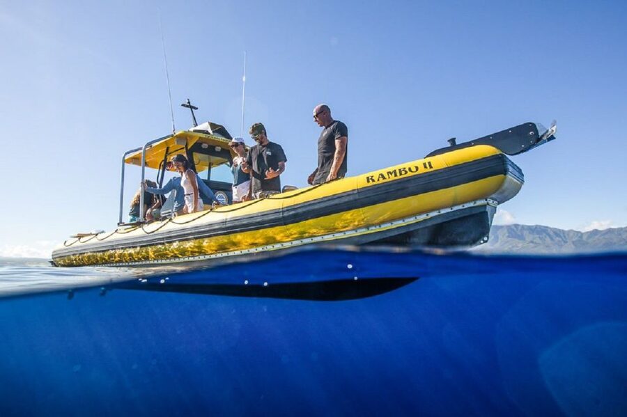 Oahu: North Shore Haleʻiwa: Private Boat Charter - The North Shore cruise: wildlife spotting with a real game plan