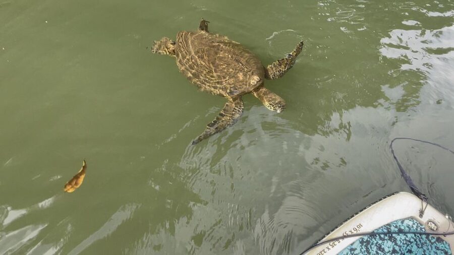Oahu: North Shore Haleiwa Paddleboard River Adventure - Price check: what $34 buys you in real terms