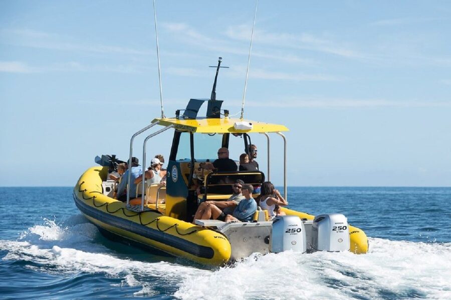 Oahu: North Shore Marine Life Tour from Haleiwa - Ka’ena coastline views: surf legends from the water