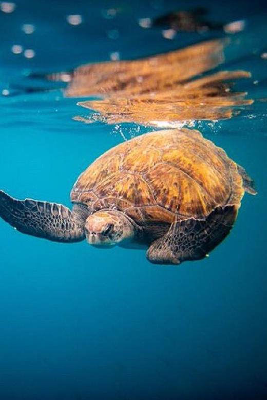 Oahu: North Shore Snorkeling Tour from Haleiwa - From Haleiwa to Waimea Bay on the Rambo II