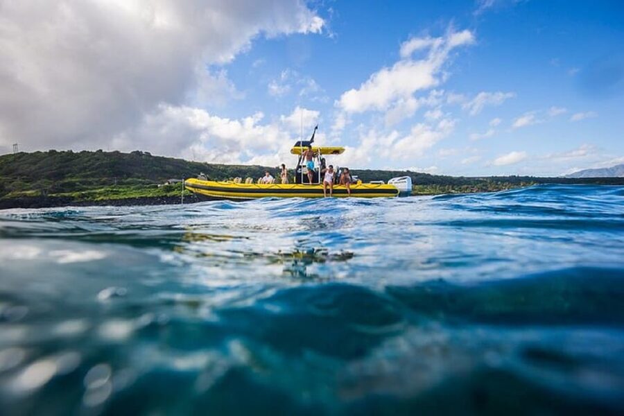 Oahu: North Shore Snorkeling Tour from Haleiwa - Wildlife you can realistically expect in Waimea Bay waters