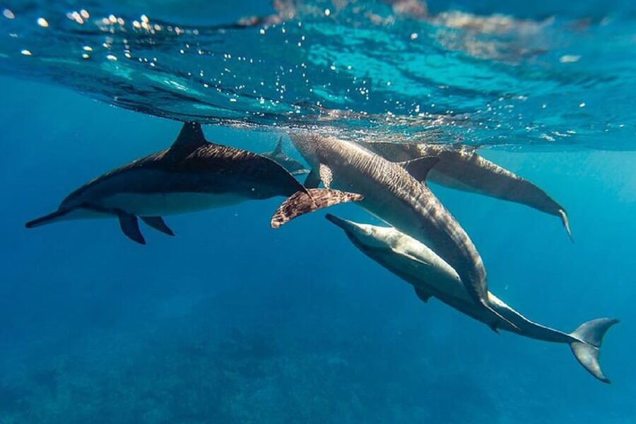 Oahu: North Shore Snorkeling Tour from Haleiwa - What’s included, what’s not, and what to bring