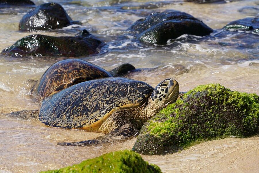Oahu: North Shore Waterfall Swim - Key highlights to expect