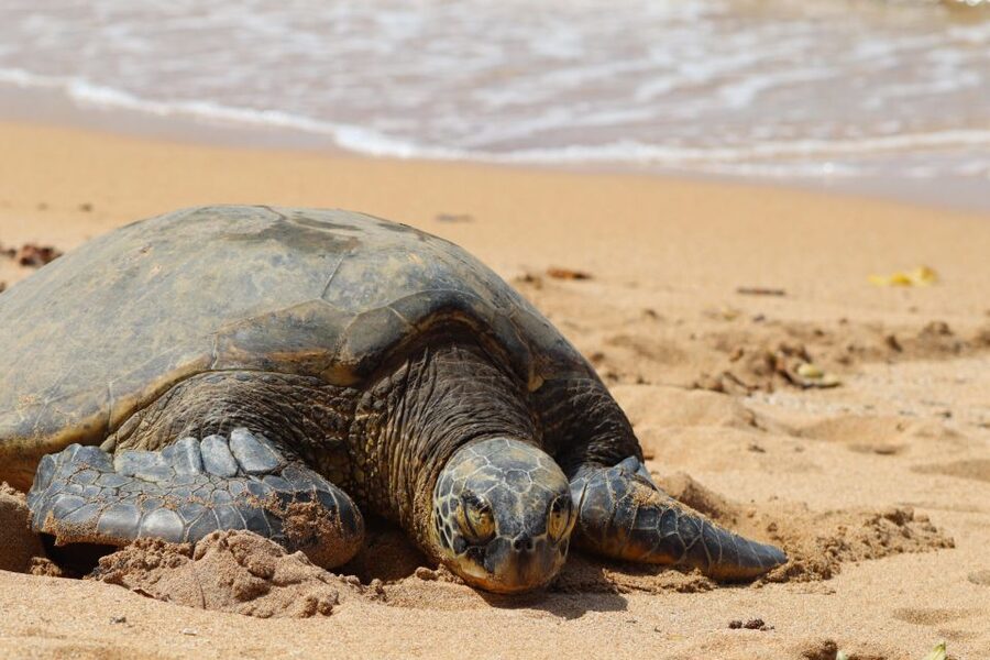 Oahu: Oahu Ultimate Grand Circle Island Tour - Entering Oahu’s “Grand Circle” Flow: How This Tour Feels in Real Life