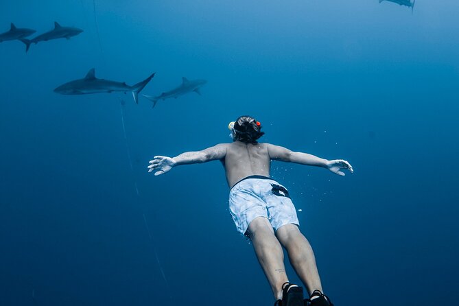 Oahu Open Water Shark Diving Experience - Quick hits before you go