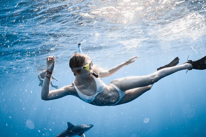 Oahu Open Water Shark Diving Experience - Price and time: how $150 stacks up on Oahu