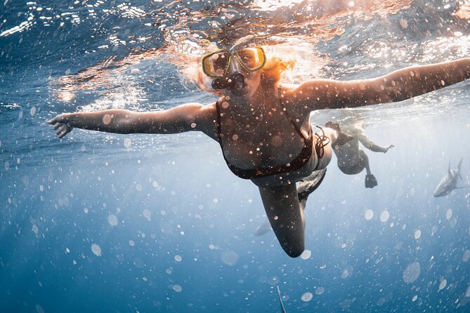 Oahu Open Water Shark Diving Experience - Getting ready: what to expect before you even touch the water