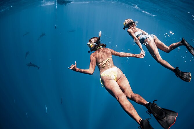 Oahu Open Water Shark Diving Experience - Safety approach and small-group attention that keeps it comfortable
