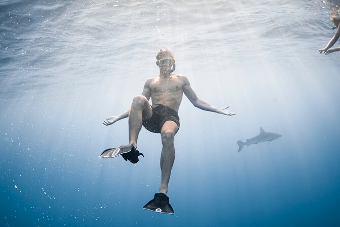 Oahu Open Water Shark Diving Experience - How the shark encounter works (and why it feels personal)
