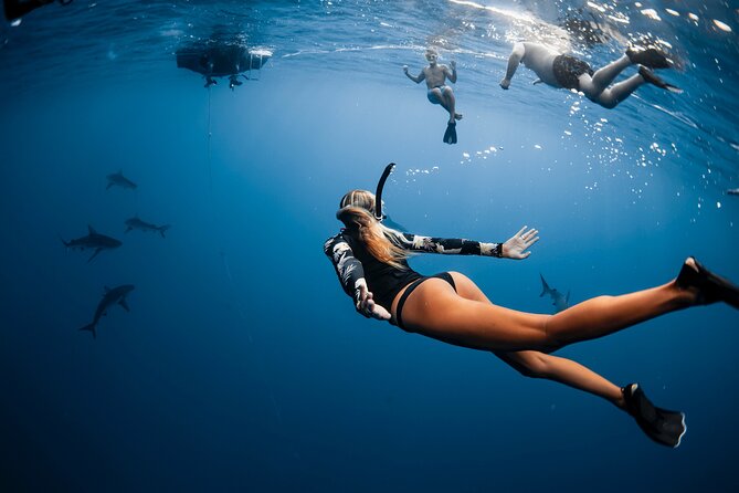 Oahu Open Water Shark Diving Experience - Underwater photography: optional packages and who to ask for