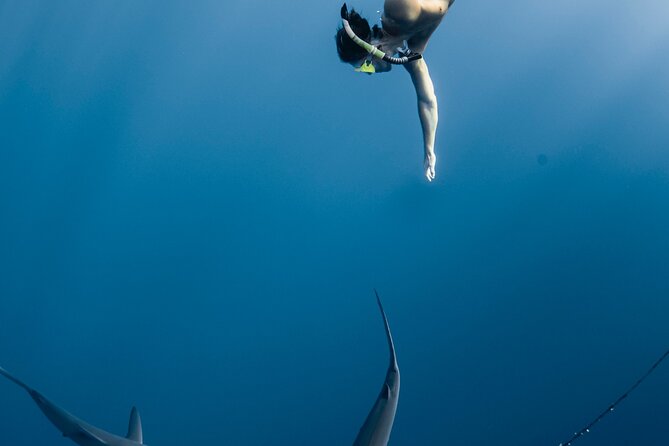 Oahu Open Water Shark Diving Experience - Best time to book: morning conditions and weather reality