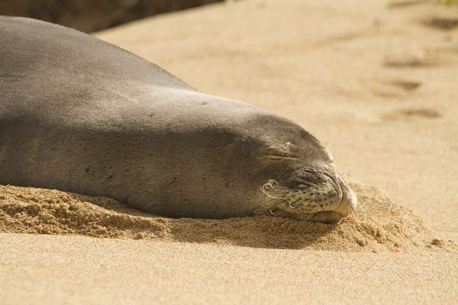 Oahu: Private Best of Oahu Sightseeing Tour - Key things you’ll notice fast