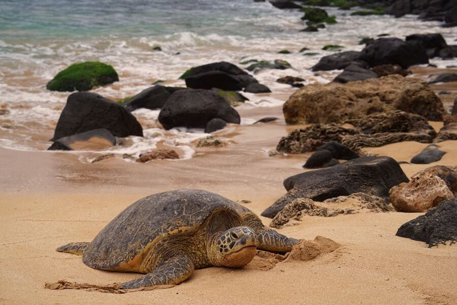 Oahu: Private Best of Oahu Sightseeing Tour - Who this tour is best for (and who should skip it)