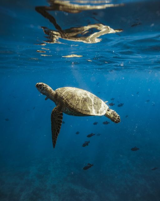 Oahu: Private Catamaran Sunset Cruise & Optional Snorkeling - Key highlights you should care about