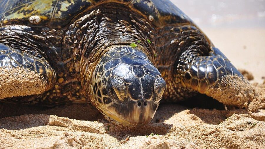 Oahu: Private Custom Island Tour - Key things that make this tour worth your time