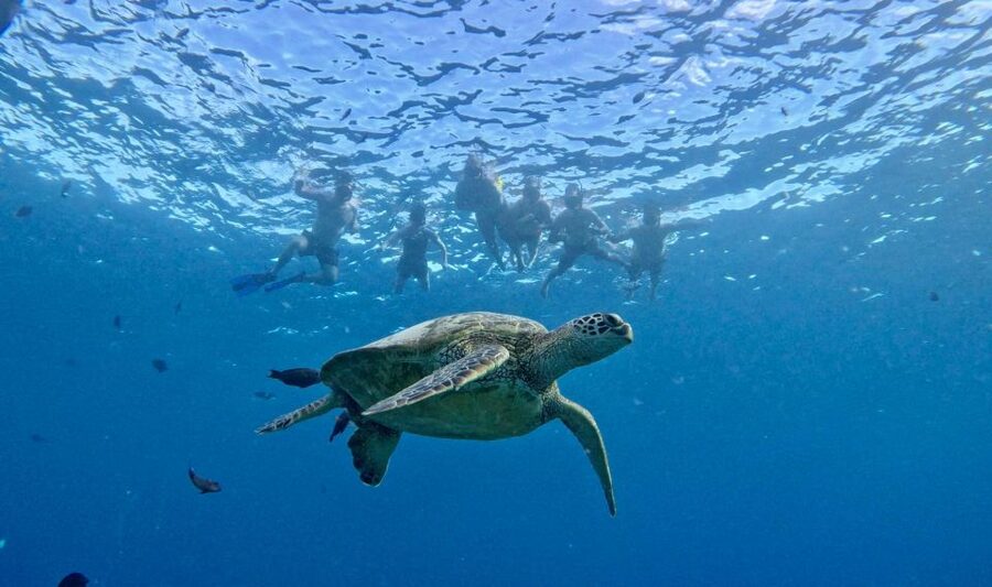 Oahu: Private Turtle Snorkeling with Customizable Itinerary - Guides and captain care: what the crew attention looks like in real life