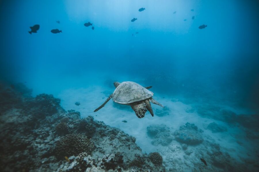 Oahu: Private Turtle Snorkeling with Customizable Itinerary - Leaving Kewalo Basin Harbor: a cruise with Diamond Head energy