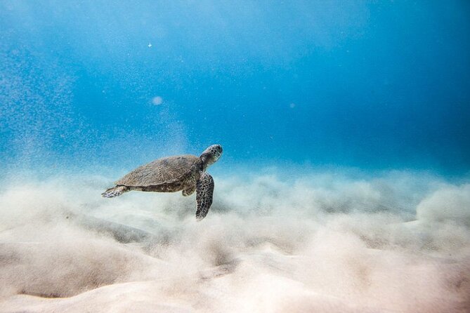 Oahu's Cheapest Circle Island Tour - Waikiki Pickup at 7:30 AM: How to Avoid the Morning Stress